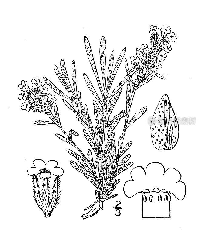 古植物学植物插图:Oreocarya sericea, low Oreocarya